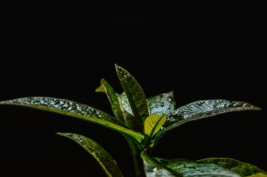 A plant with dew