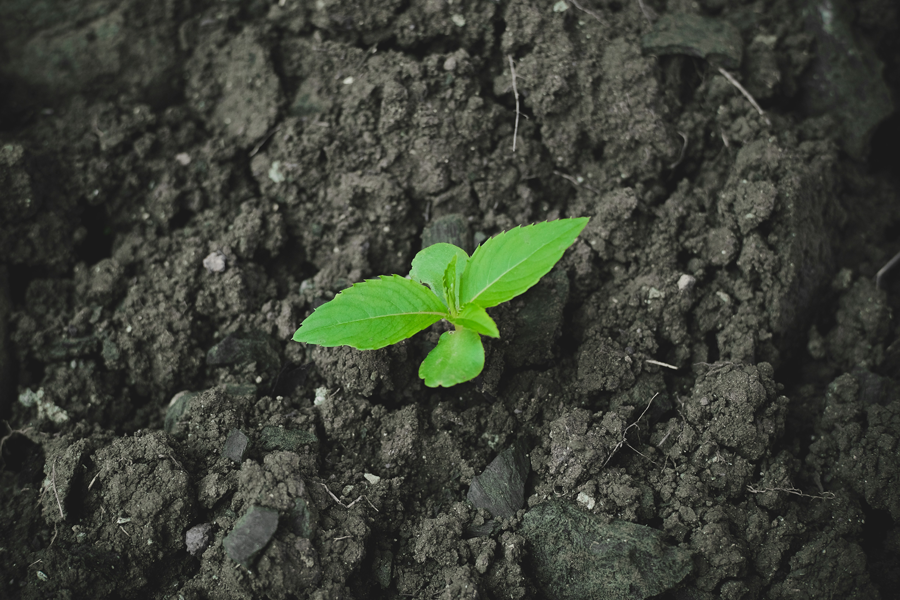 A new plant representing the popular eco-conscious attitude in Charlotte NC